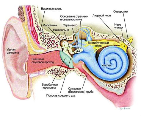 Строение уха у человека